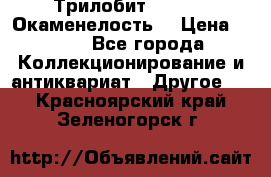 Трилобит Asaphus. Окаменелость. › Цена ­ 300 - Все города Коллекционирование и антиквариат » Другое   . Красноярский край,Зеленогорск г.